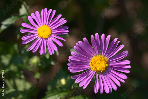 asters