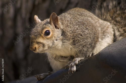 squirrel © Wendy Kaveney