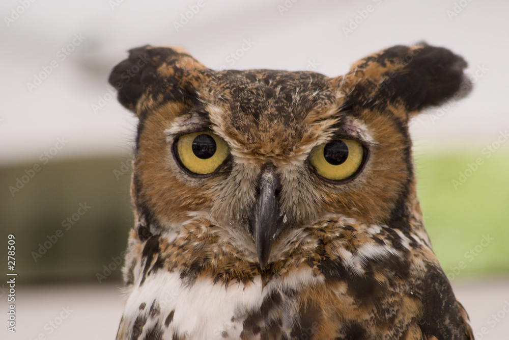 owl owl