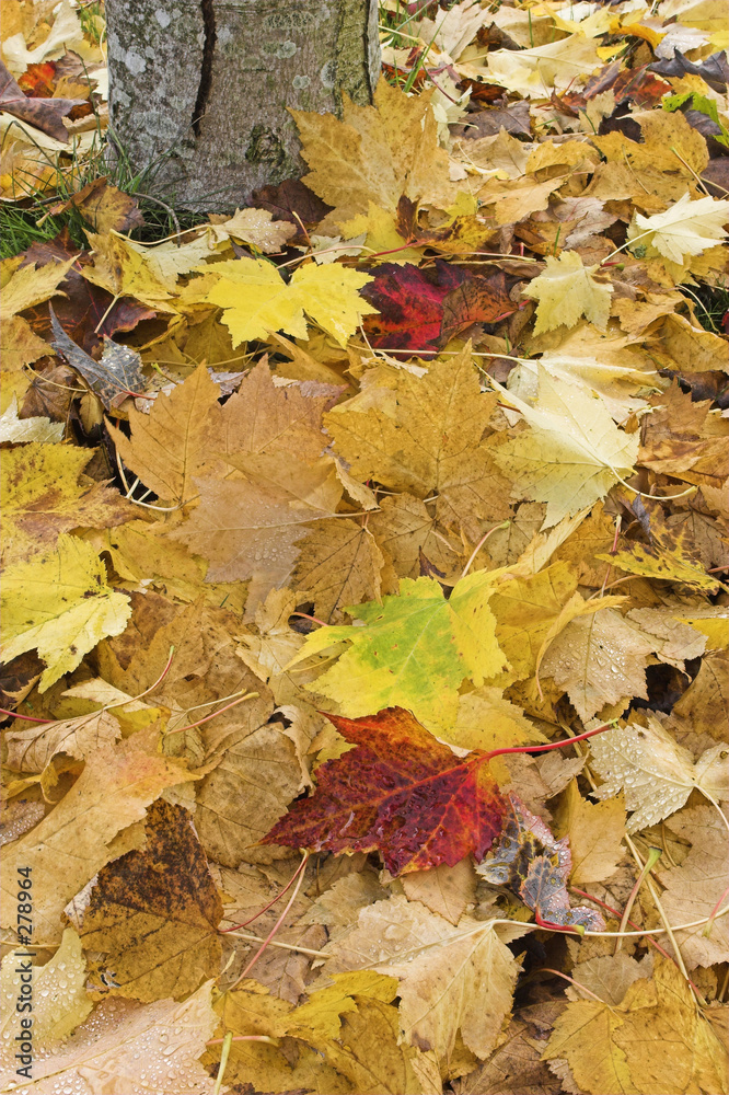 fall leaves at base of tree