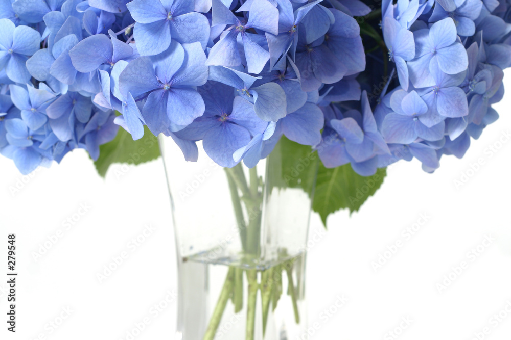 Fotografie canopy of flowers