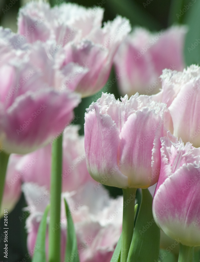 Fotografie pink tulips