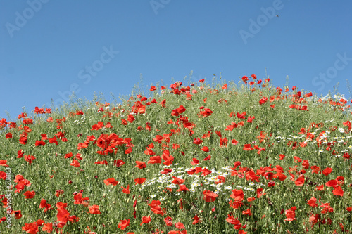 poppies