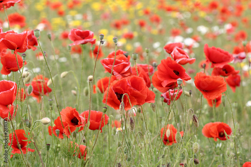 poppies photo