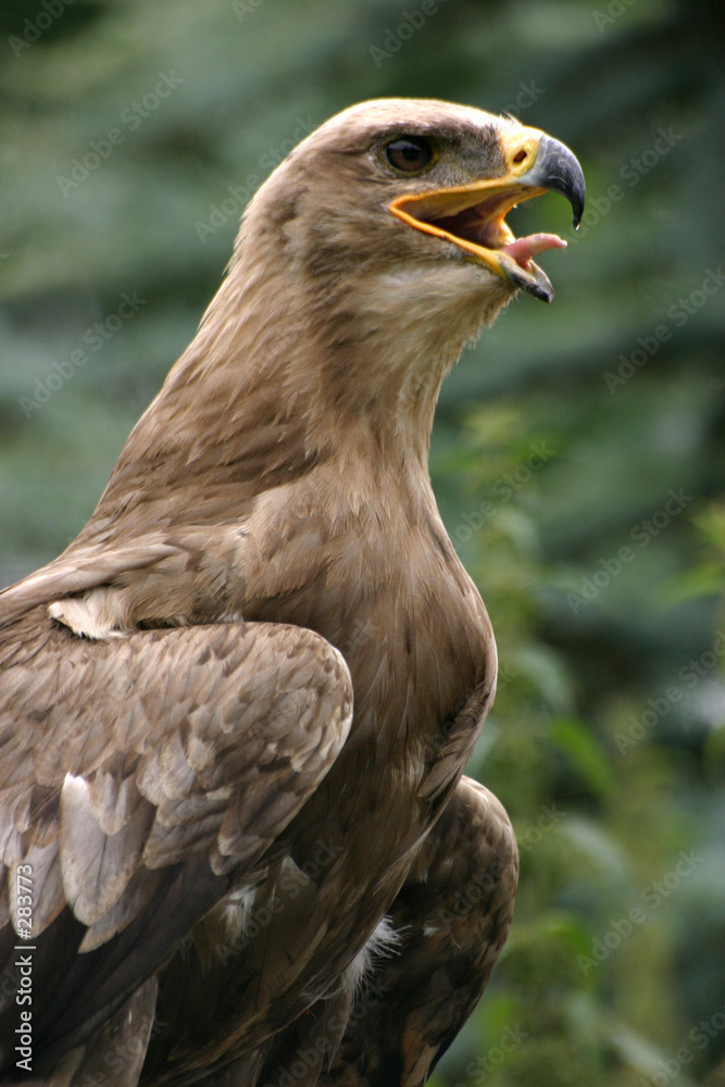 Fototapeta premium steppenadler