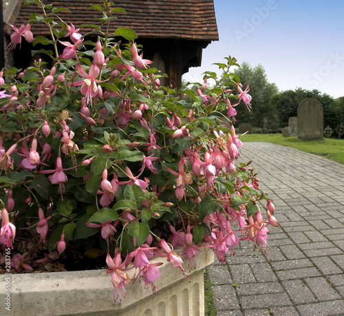 fuchsias at a church