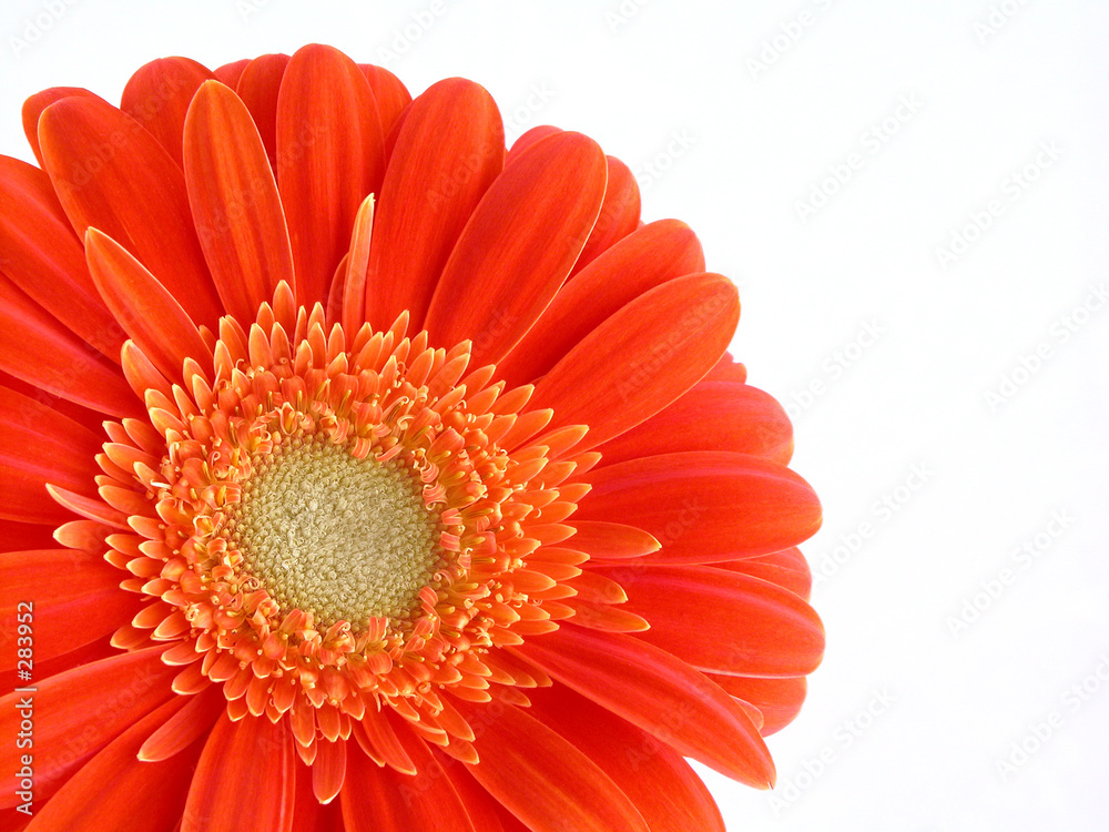 pretty in orange pretty in orange