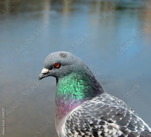  pigeon profile © Provisualstock.com