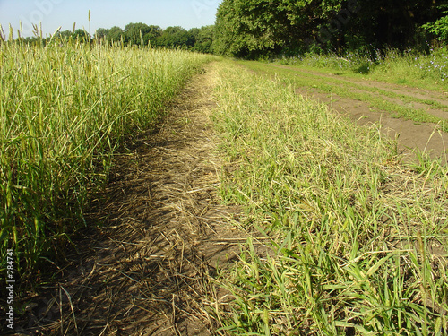 soil road along a wheaten field
