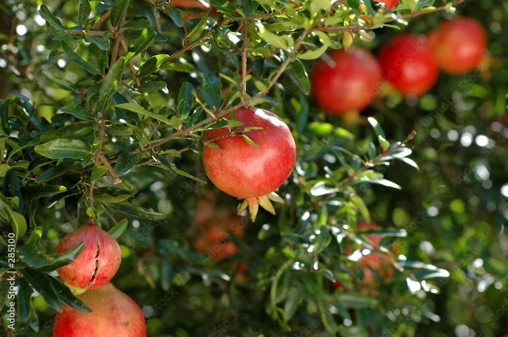 pomegranates pomegranates