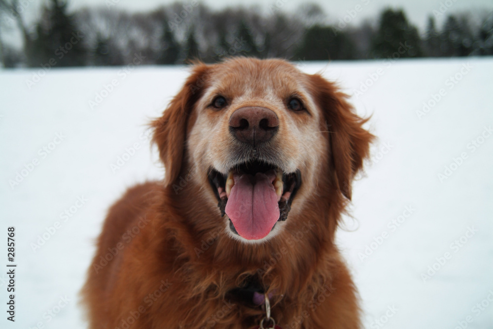 happy dog in snow