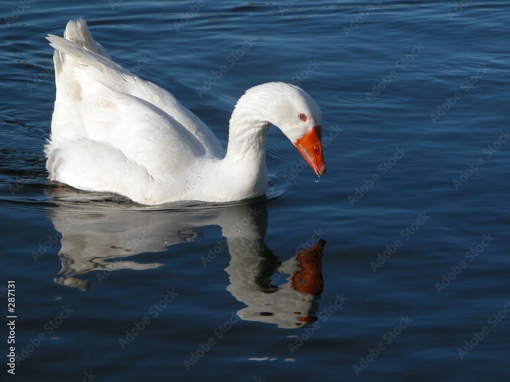 cygne cygne