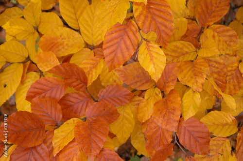 feuilles d'automne photo