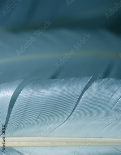 macro feathers photo