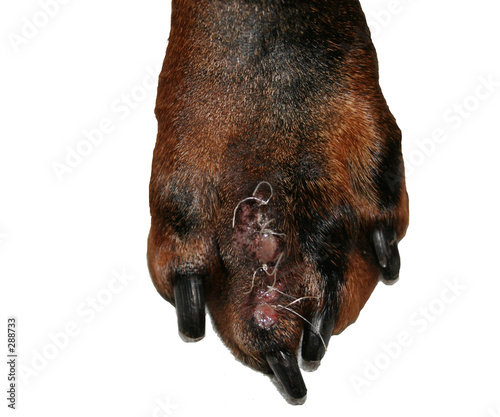 dobermann foot with stiches