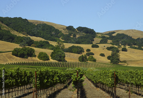 vineyard