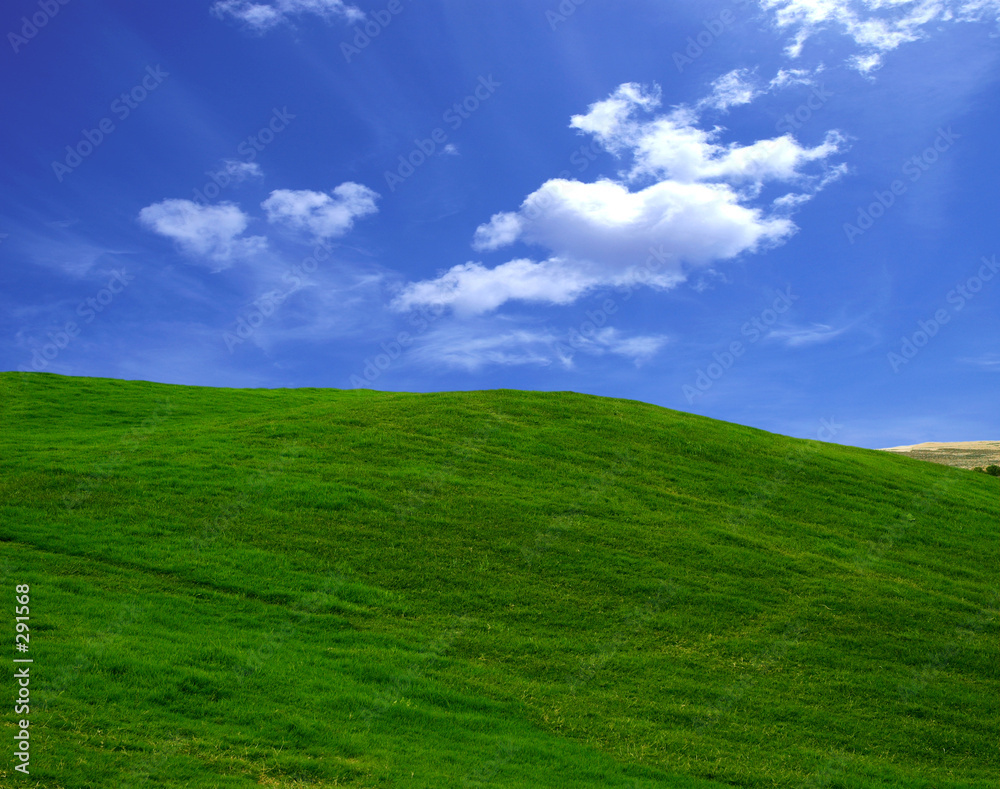 green field in the summer green field in the summer