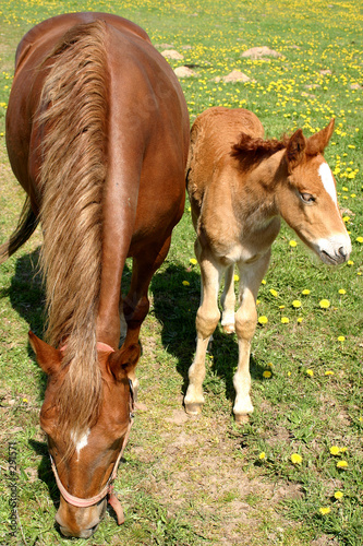 mutter und kind photo