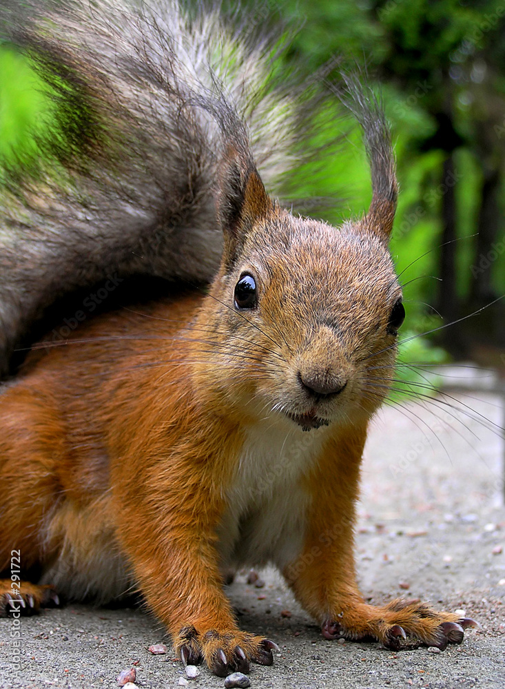 squirrel squirrel