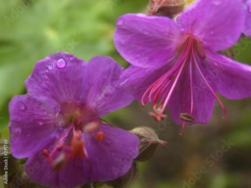 crane's bill photo