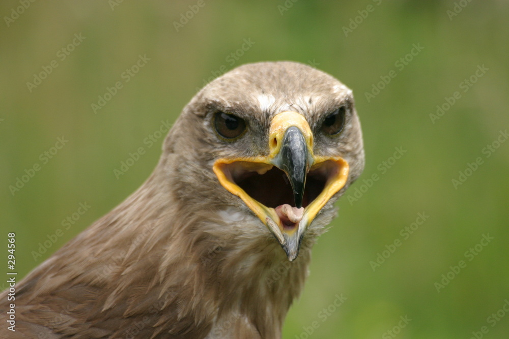 steppenadler steppenadler