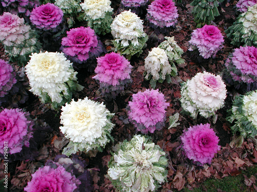 white and purple flowers