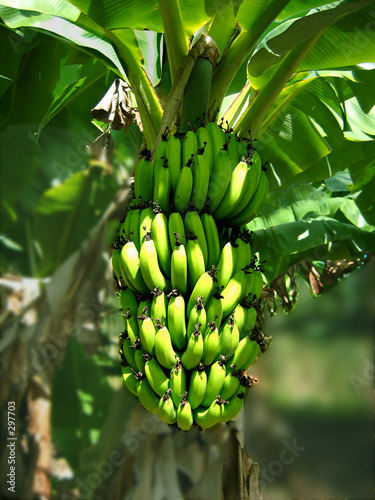 régime de bananes