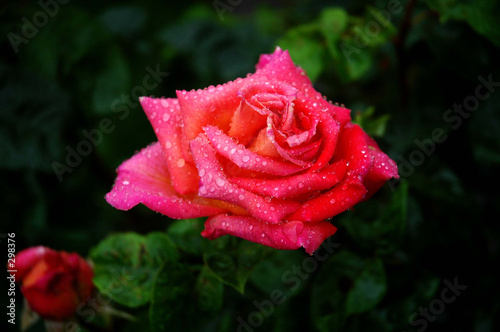 Fototapeta Naklejka Na Ścianę i Meble -  early morning rose