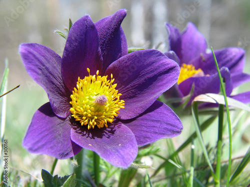 pasque-flowers photo