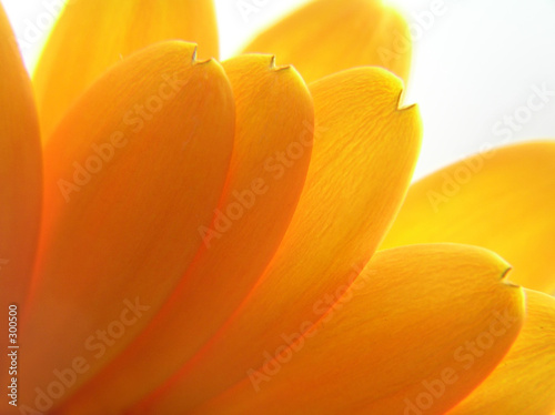 yellow transparent petals