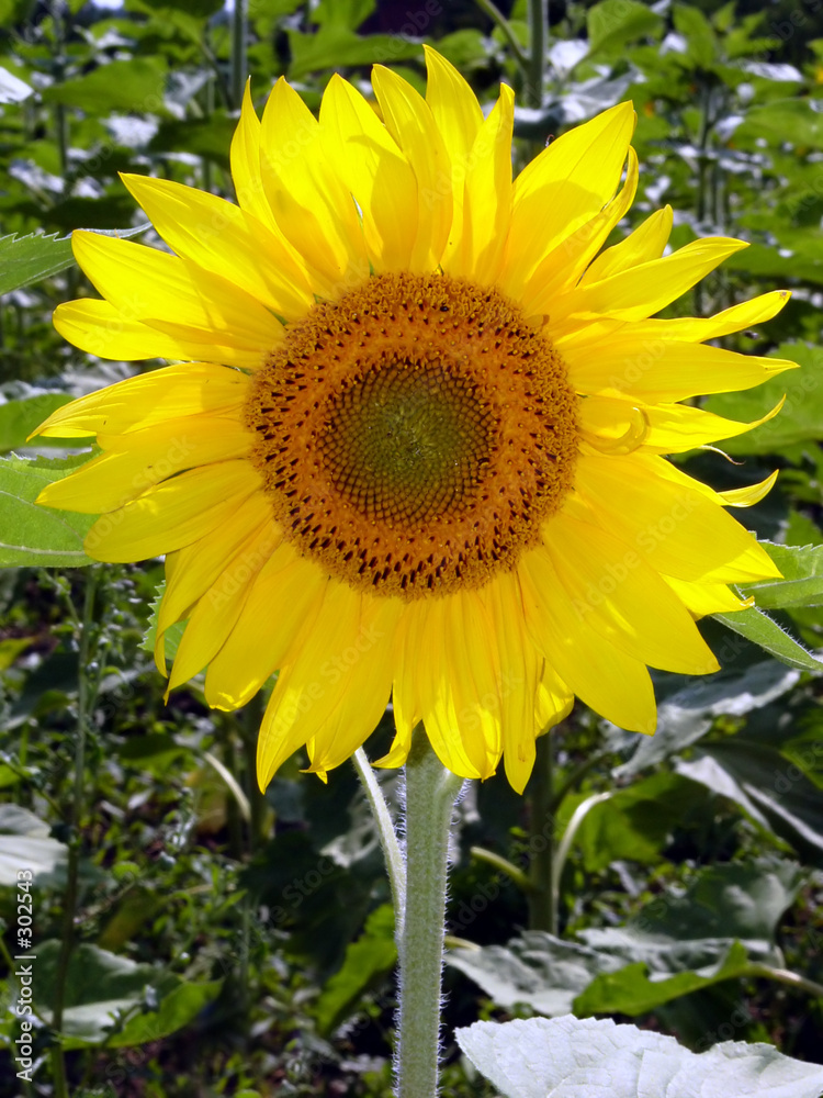 Obraz premium sunflower