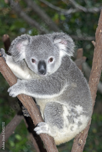 koalatree