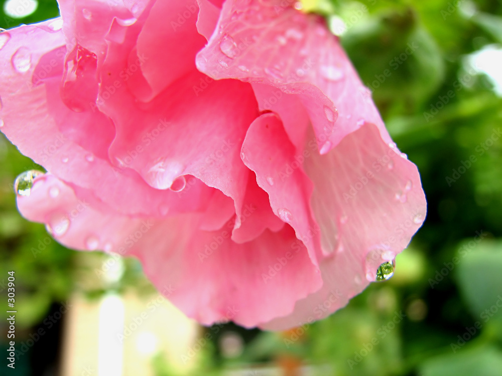hanging pink flower