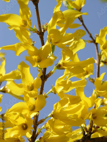 forsythia