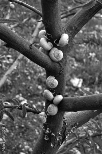 snails on a tree