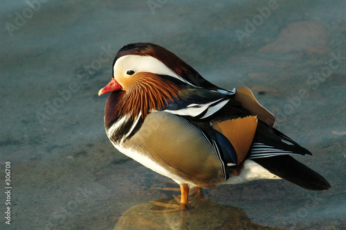 canard mandarin