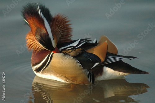 canard mandarin