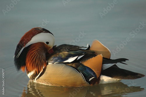 canard mandarin