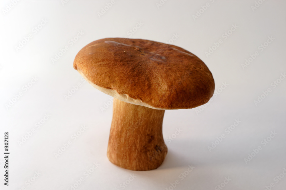 wild mushroom wild mushroom