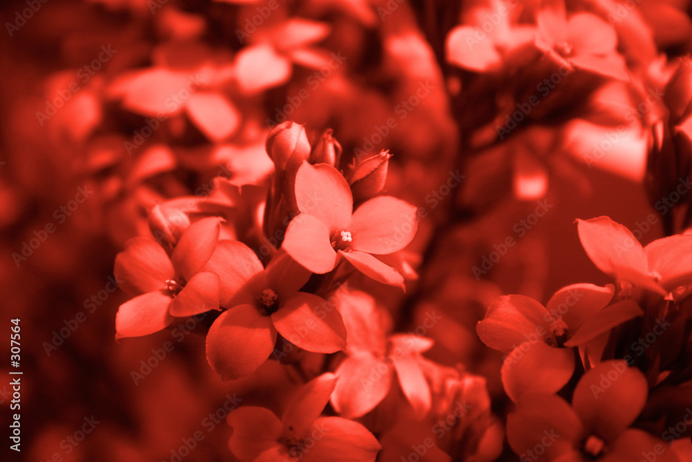 red flower detail red flower detail