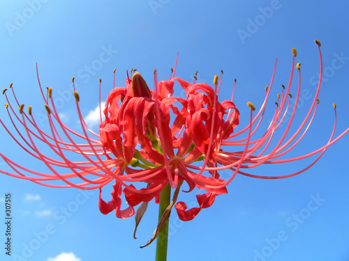 spider lily photo