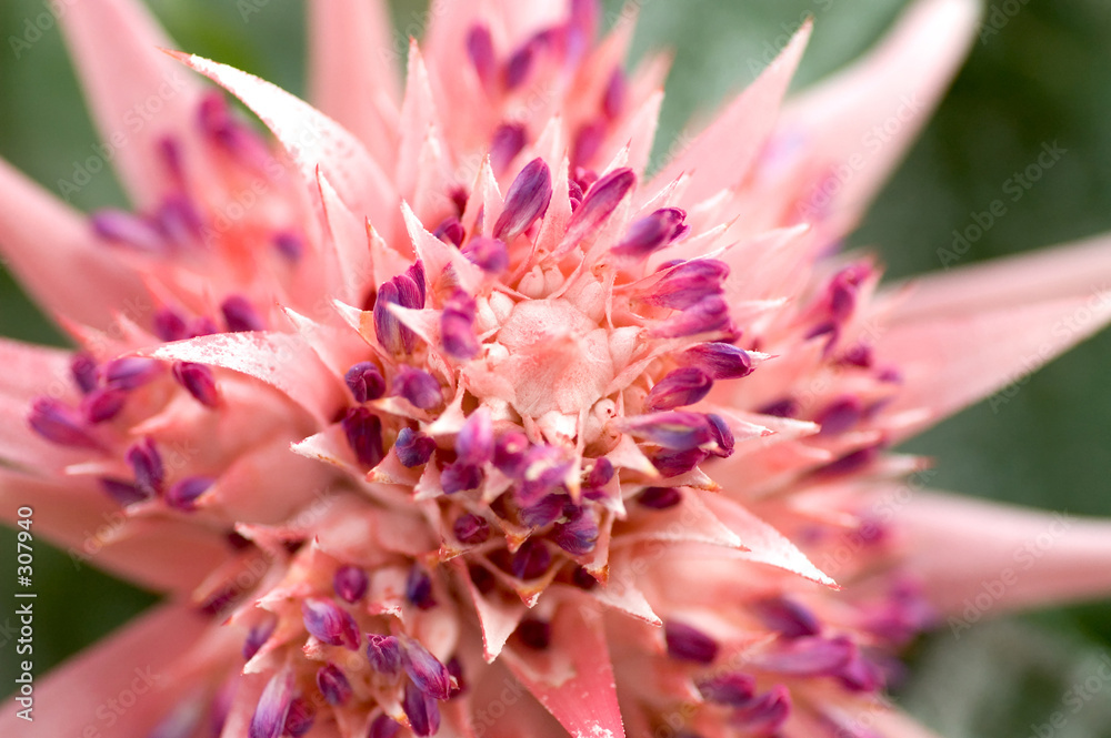 Fotografija pink bromeliad