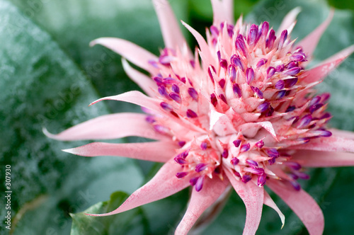 Slika na platnu pink bromeliad