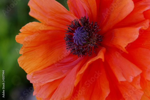beautiful orange red poppy flower closeup