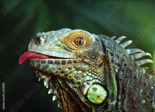 green iguana photo