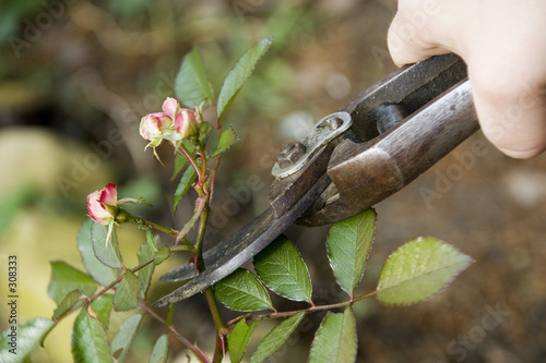 garden work 1