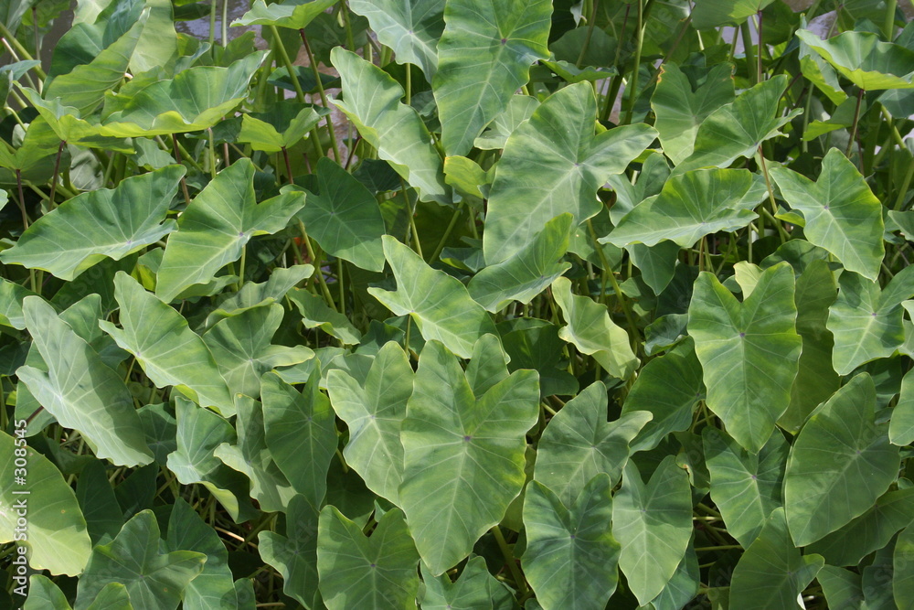 elephant ears by a creek elephant ears by a creek