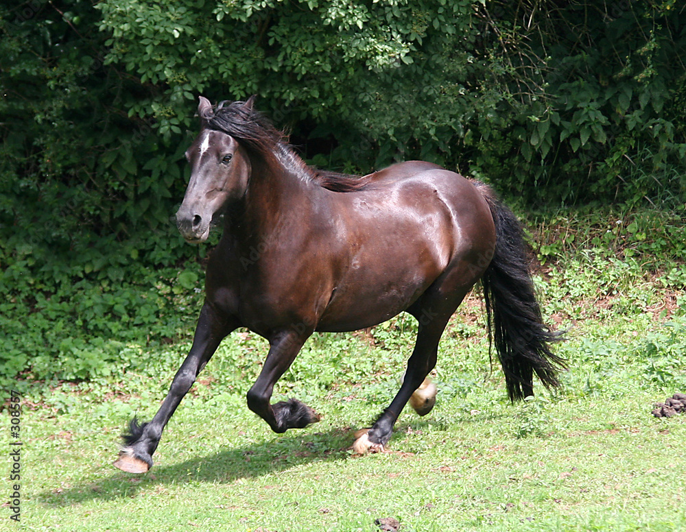 fellpony fellpony