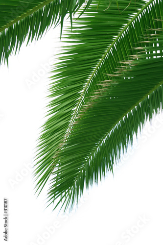 isolated palmtree