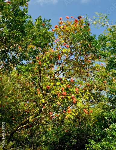 lipstick tree, hoomaluhia botanical gardens